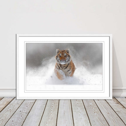 Tiger running through snow Framed picture choice of frame colours and options.