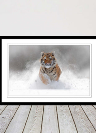 Tiger running through snow Framed picture choice of frame colours and options.