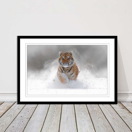Tiger running through snow Framed picture choice of frame colours and options.