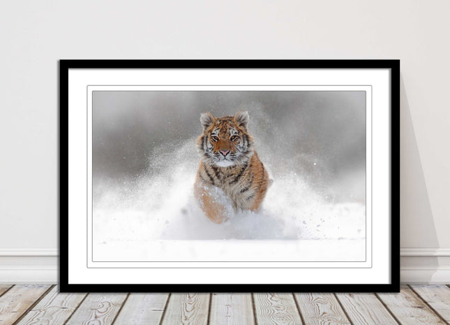 Tiger running through snow Framed picture choice of frame colours and options.