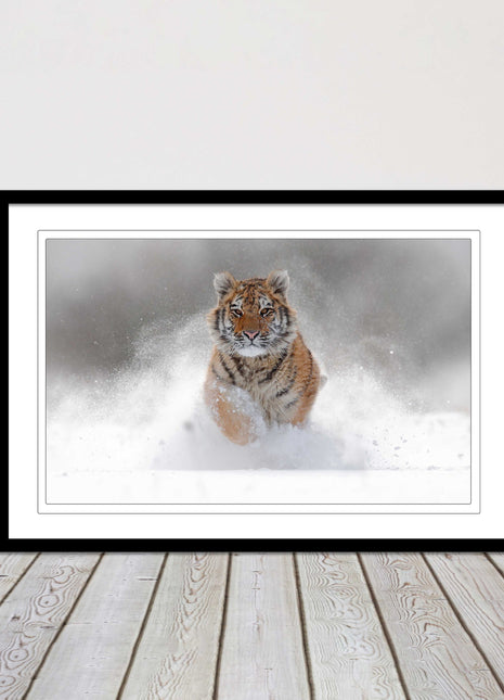 Tiger running through snow Framed picture choice of frame colours and options.