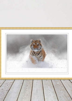 Tiger running through snow Framed picture choice of frame colours and options.