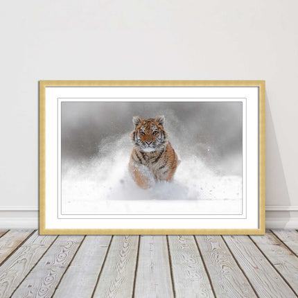 Tiger running through snow Framed picture choice of frame colours and options.