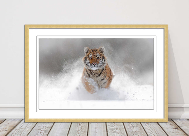 Tiger running through snow Framed picture choice of frame colours and options.