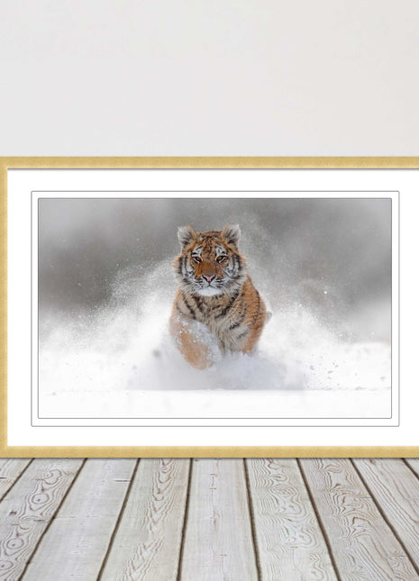 Tiger running through snow Framed picture choice of frame colours and options.