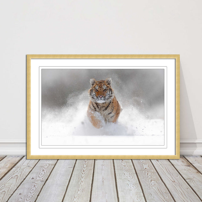 Tiger running through snow Framed picture choice of frame colours and options.