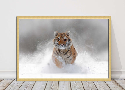 Tiger running through snow Framed picture choice of frame colours and options.