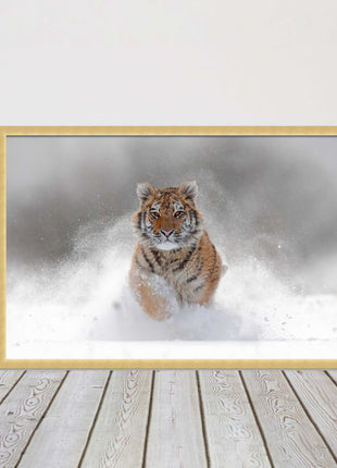 Tiger running through snow Framed picture choice of frame colours and options.