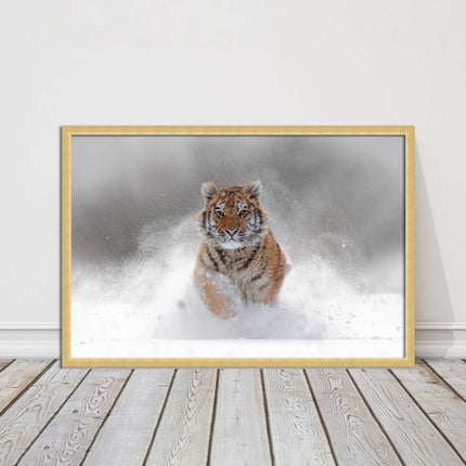 Tiger running through snow Framed picture choice of frame colours and options.