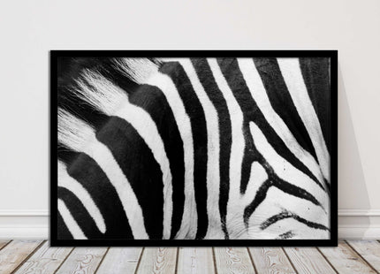 Zebra close up image. Framed picture, with choice of frame colours and options.