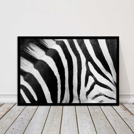 Zebra close up image. Framed picture, with choice of frame colours and options.