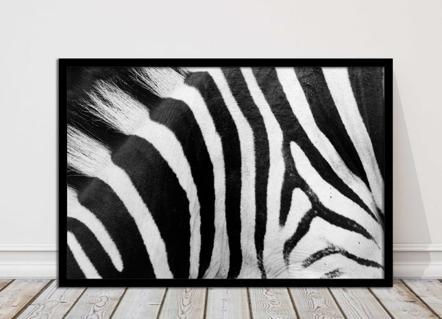 Zebra close up image. Framed picture, with choice of frame colours and options.