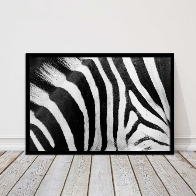 Zebra close up image. Framed picture, with choice of frame colours and options.