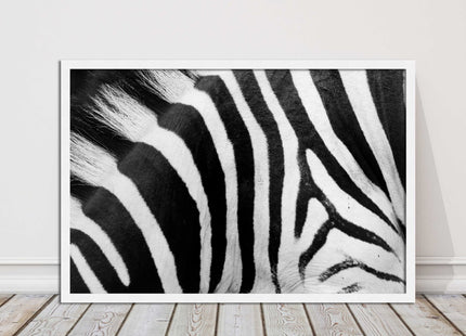 Zebra close up image. Framed picture, with choice of frame colours and options.