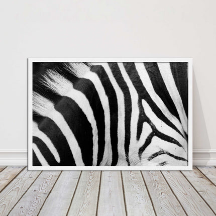 Zebra close up image. Framed picture, with choice of frame colours and options.