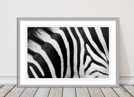 Zebra close up image. Framed picture, with choice of frame colours and options.