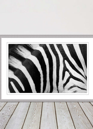 Zebra close up image. Framed picture, with choice of frame colours and options.