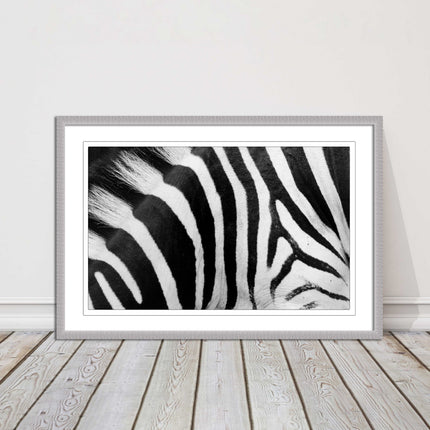 Zebra close up image. Framed picture, with choice of frame colours and options.