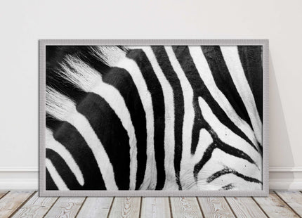 Zebra close up image. Framed picture, with choice of frame colours and options.