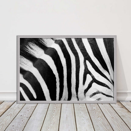 Zebra close up image. Framed picture, with choice of frame colours and options.