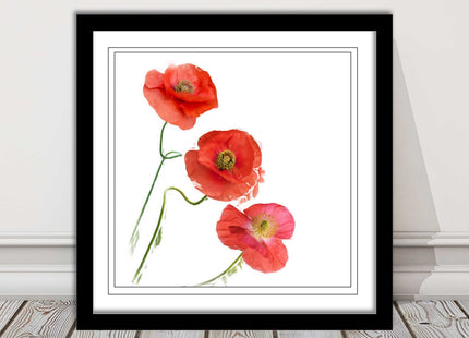 Wild poppies on a white background framed picture print choice of frame colours