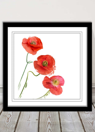 Wild poppies on a white background framed picture print choice of frame colours