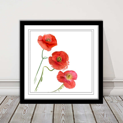 Wild poppies on a white background framed picture print choice of frame colours