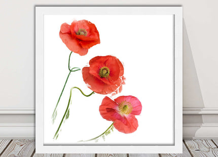 Wild poppies on a white background framed picture print choice of frame colours