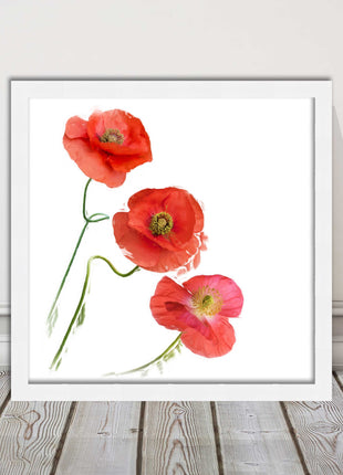 Wild poppies on a white background framed picture print choice of frame colours