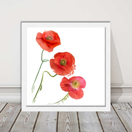 Wild poppies on a white background framed picture print choice of frame colours