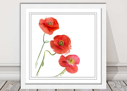 Wild poppies on a white background framed picture print choice of frame colours