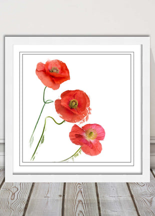Wild poppies on a white background framed picture print choice of frame colours