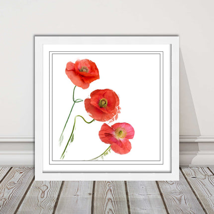 Wild poppies on a white background framed picture print choice of frame colours