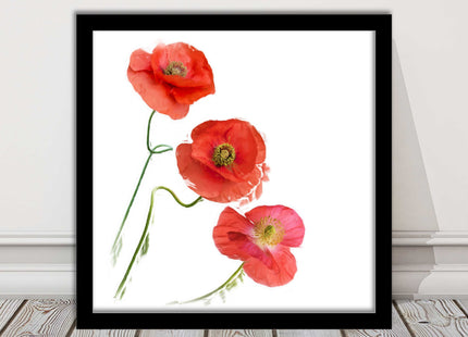 Wild poppies on a white background framed picture print choice of frame colours