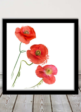 Wild poppies on a white background framed picture print choice of frame colours