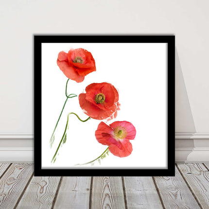 Wild poppies on a white background framed picture print choice of frame colours