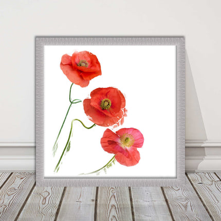 Wild poppies on a white background framed picture print choice of frame colours