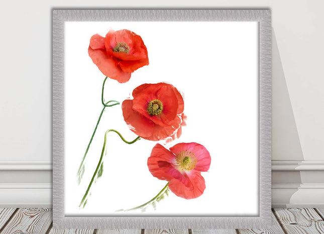 Wild poppies on a white background framed picture print choice of frame colours