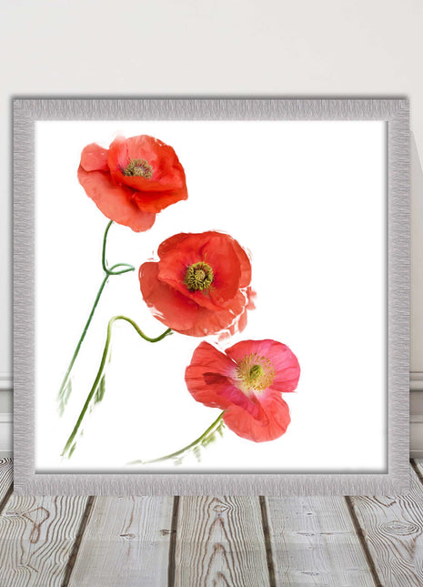 Wild poppies on a white background framed picture print choice of frame colours