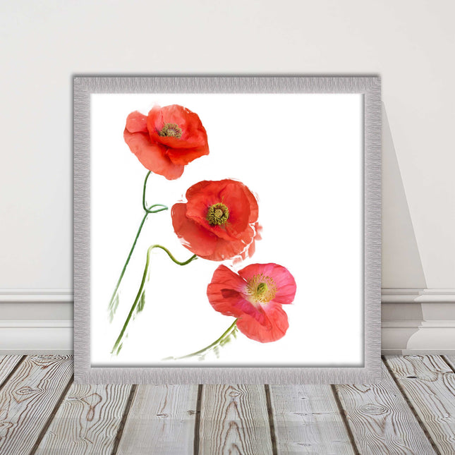 Wild poppies on a white background framed picture print choice of frame colours