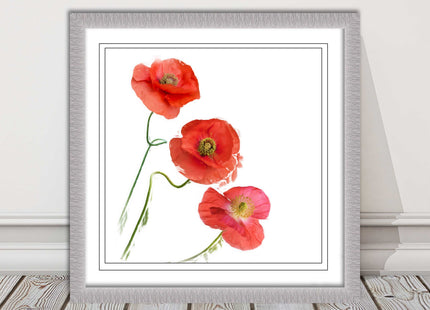 Wild poppies on a white background framed picture print choice of frame colours