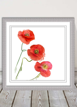 Wild poppies on a white background framed picture print choice of frame colours