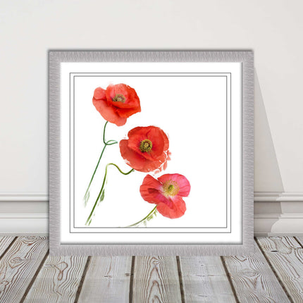 Wild poppies on a white background framed picture print choice of frame colours