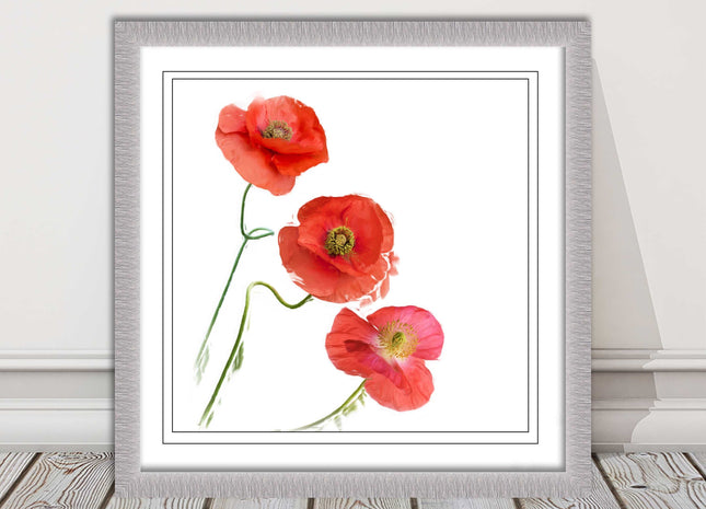 Wild poppies on a white background framed picture print choice of frame colours