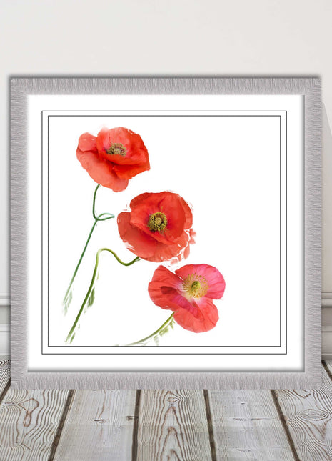 Wild poppies on a white background framed picture print choice of frame colours