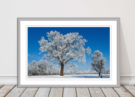 Snow covered trees under a blue sky. Framed picture with choice of frame colours