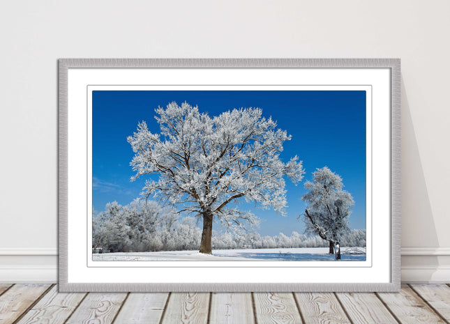 Snow covered trees under a blue sky. Framed picture with choice of frame colours