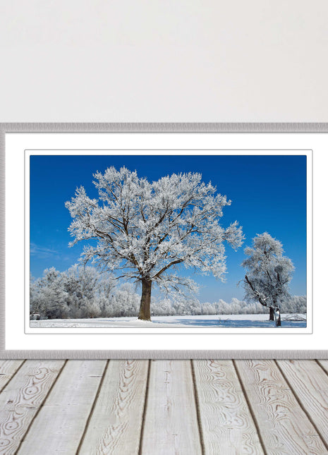Snow covered trees under a blue sky. Framed picture with choice of frame colours