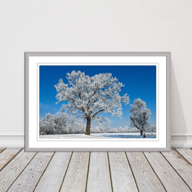 Snow covered trees under a blue sky. Framed picture with choice of frame colours