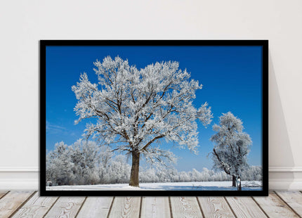 Snow covered trees under a blue sky. Framed picture with choice of frame colours